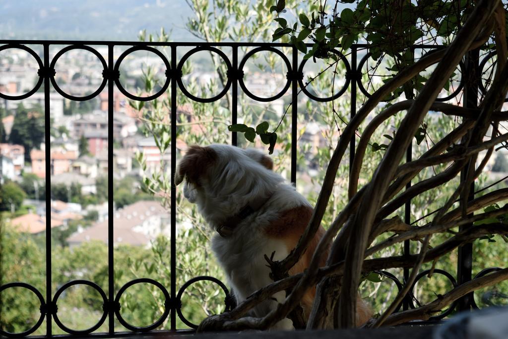 B&B Villa Moro - Family House Domodossola Extérieur photo